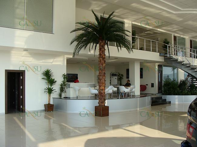 Palmiye, Palmiye Ağacı, Yapay Palmiye, Şoklanmış Palmiye, Yapay Palmiye Ağacı, Şoklanmış Palmiye Ağacı