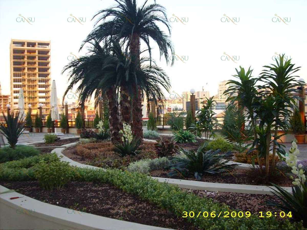 Palmiye, Palmiye Ağacı, Yapay Palmiye, Şoklanmış Palmiye, Yapay Palmiye Ağacı, Şoklanmış Palmiye Ağacı